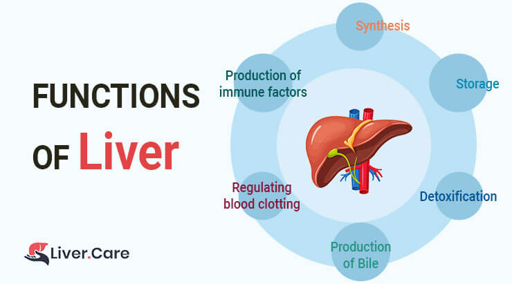 Know your liver