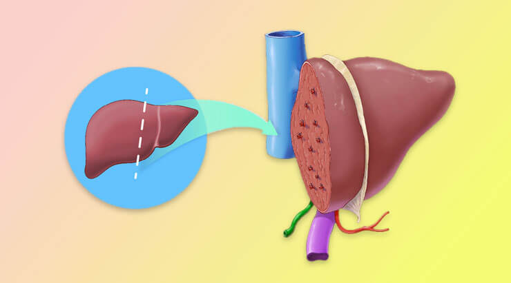 Know your liver